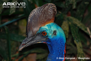 Illustration for article titled Flightless Friday - Casuarius unappendiculatus Edition
